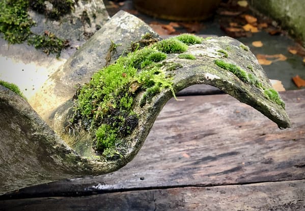 Elephant ear planter with moss detail